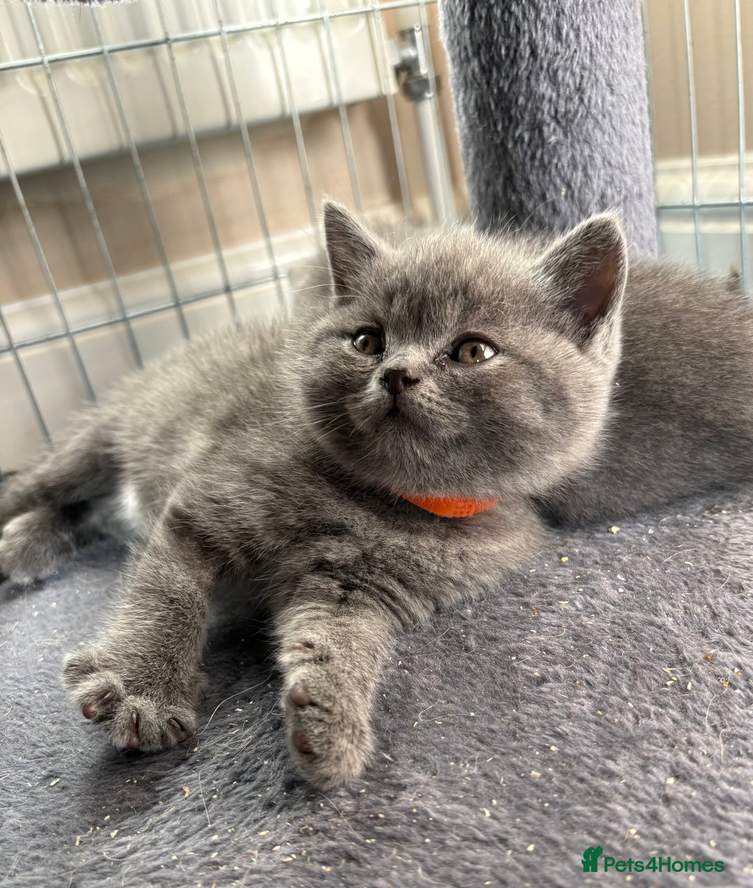 British Shorthair cats for sale: Adorable British Shorthair Kittens For Sale  - Advert 6