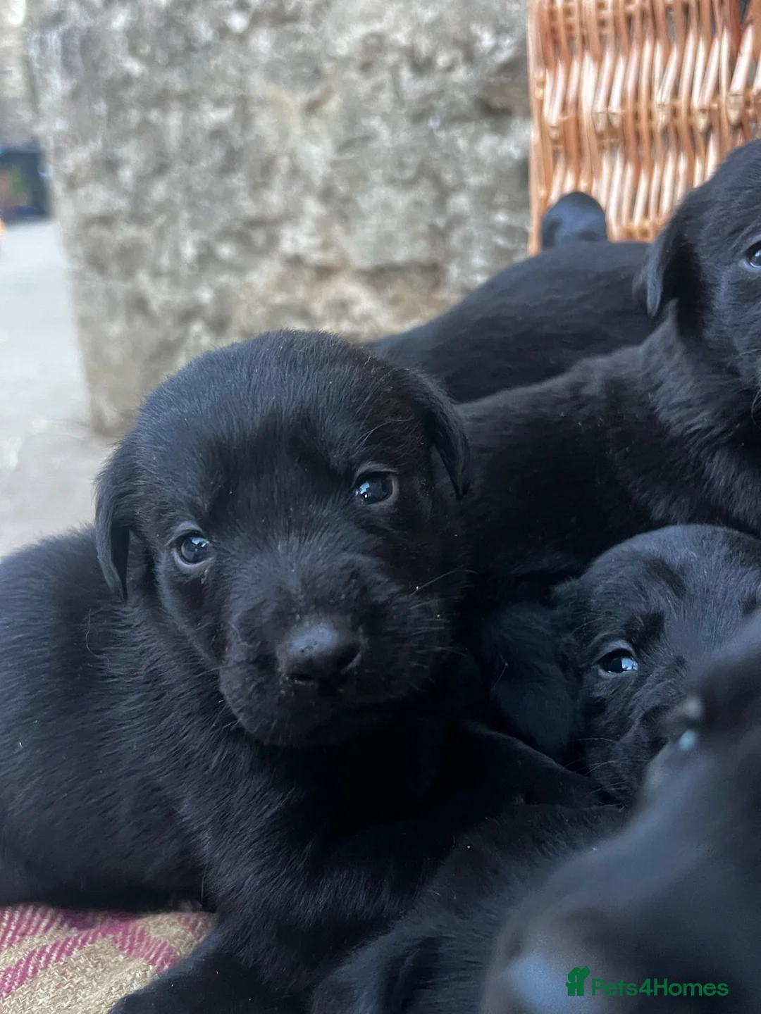 Labrador Retriever dogs for sale: Beautiful KC black Labrador puppies in Scarborough - Advert 10