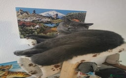 British Shorthair cats for stud: British for stud in Hinckley - Image 7