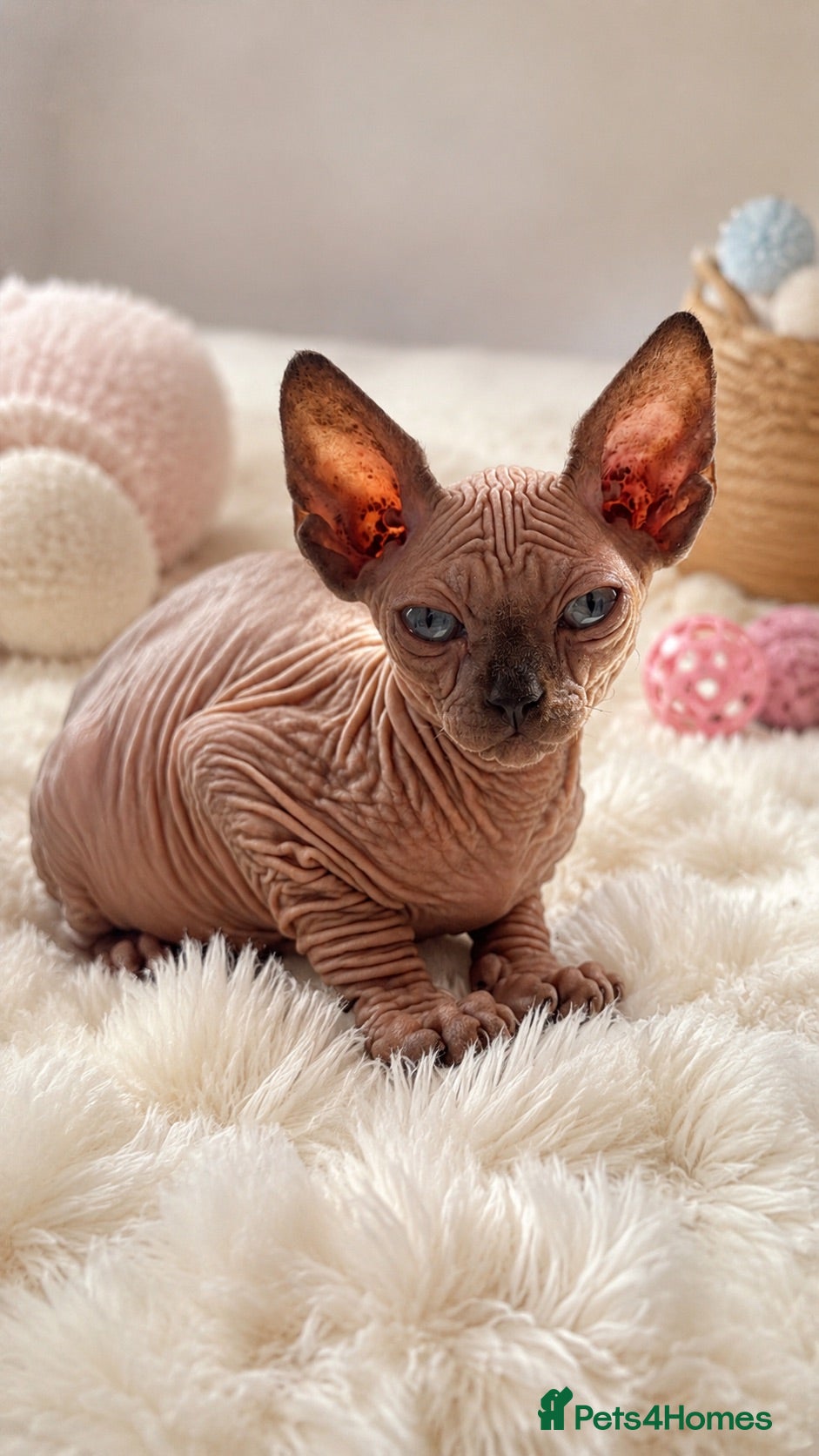 Sphynx cats Blue eye sphynx  - Advert 1