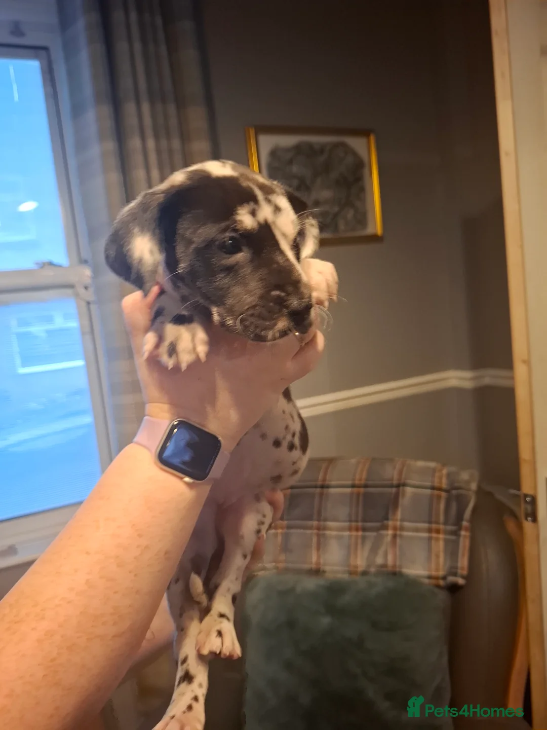 Great Dane dogs for sale: Great Dane puppies K.C Registered  - Advert 8