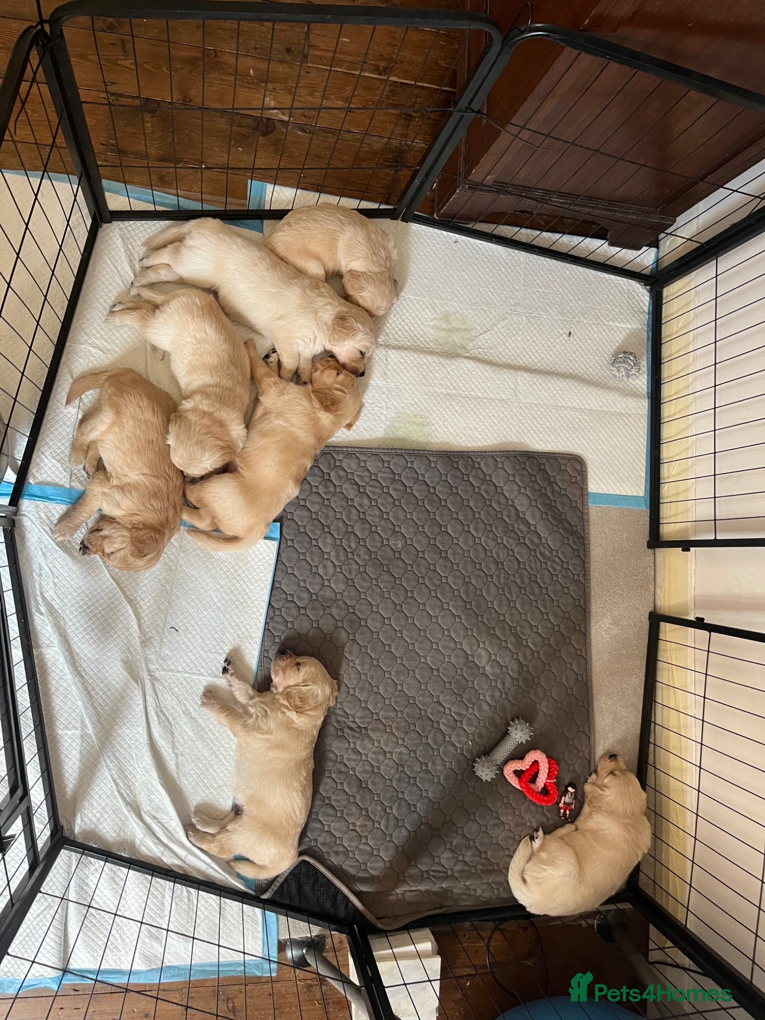 Golden Retriever dogs Golden Retrievers pure breed puppies - Advert 15