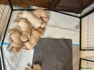 Golden Retriever dogs Golden Retrievers pure breed puppies - Advert 11