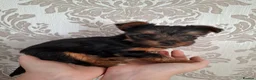 Yorkshire Terrier dogs for sale: Charming Yorkshire Terrier Puppies - Advert 3
