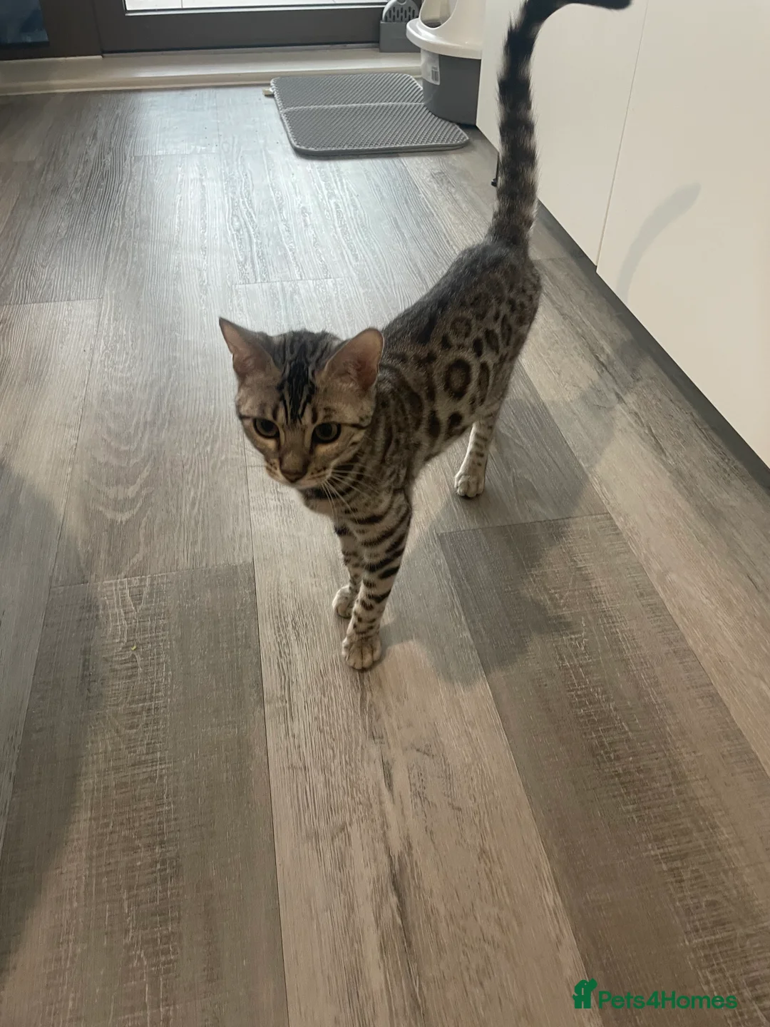 Bengal cats for sale: 6 month silver bengal kitten - Advert 1