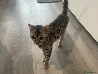 Bengal cats 6 month silver bengal kitten - Advert 19