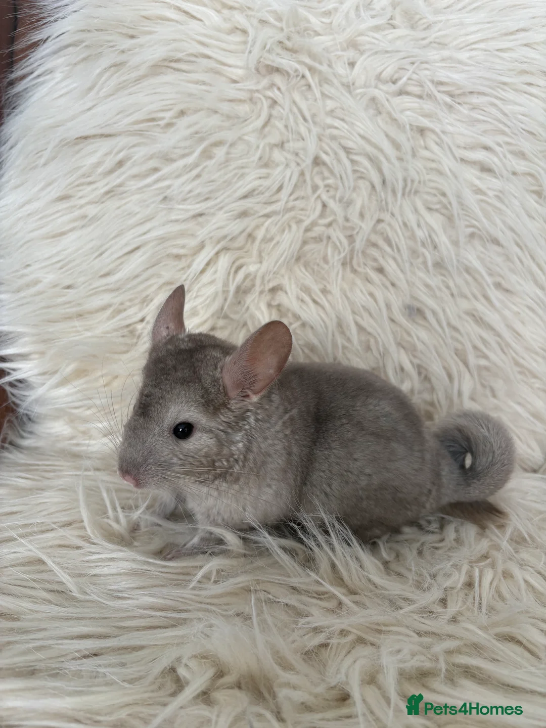 Chinchilla rodents for sale: 2 girl chinchillas ready for new home  - Advert 4