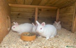 Netherland Dwarf rabbits for sale: netherland 10 weeks old 2 bucks 2 does £40 each - Image 1