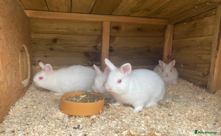 Netherland Dwarf rabbits - Advert 8