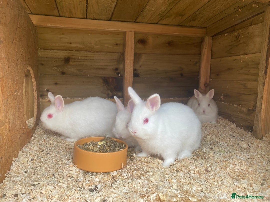 Netherland Dwarf rabbits for sale: netherland 10 weeks old 2 bucks 2 does £40 each - Image 1