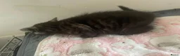 British Shorthair cats for sale: Classic tabby and spotted british shorthair girls - Advert 10