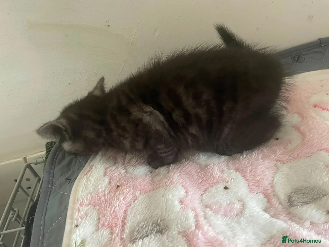 British Shorthair cats for sale: Classic tabby and spotted british shorthair girls - Advert 10