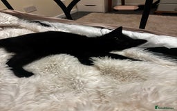 Mixed Breed cats for sale: Little Moggy Kitten for sale  - Image 2