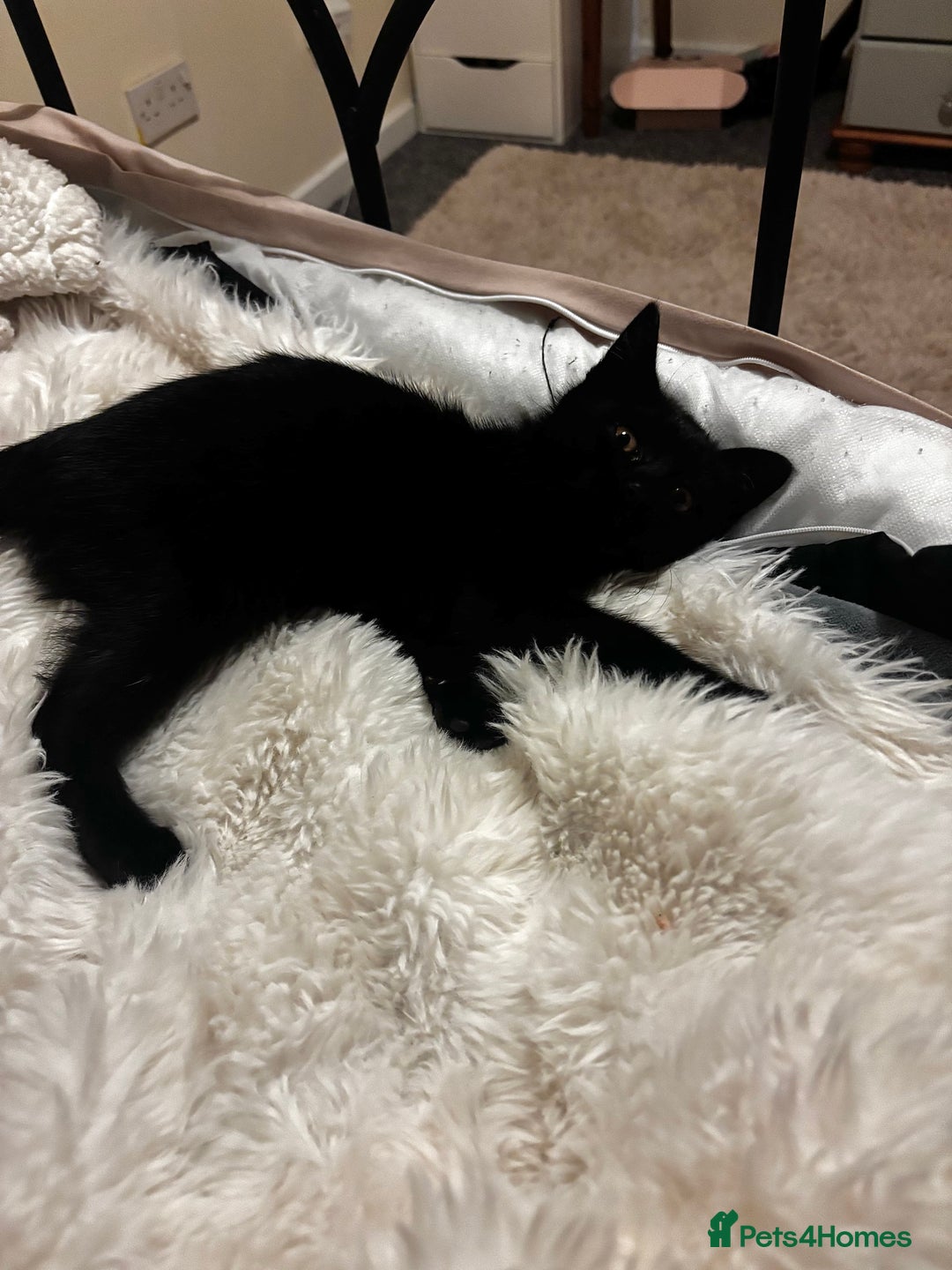 Mixed Breed cats for sale: Little Moggy Kitten for sale  - Image 2
