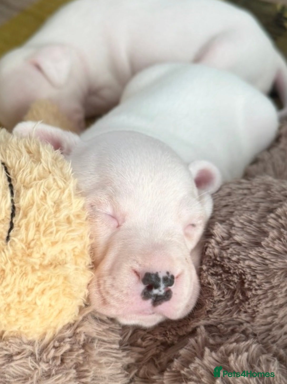Staffordshire Bull Terrier dogs 🐾 Only 3 beautiful puppies remaining! 🐾 - Advert 1
