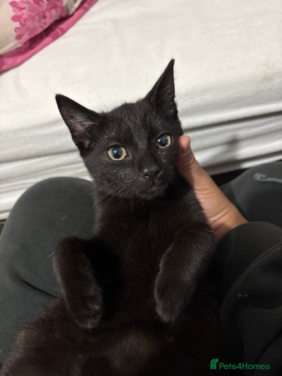 American Shorthair cats for sale: Two kittens for sale - Image 4