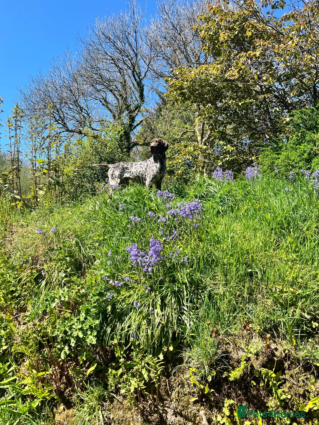 German Shorthaired Pointer dogs for sale: KC Registered GSP Part Trained Gundog - Advert 2