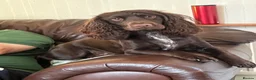 Cocker Spaniel dogs for sale: Chocolate working cocker spaniel puppies  - Advert 4