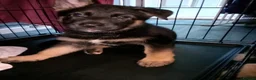 Mixed Breed dogs for sale: F1B Shepkita shepherd puppies ready to leave  - Advert 8
