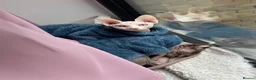 Sphynx cats for sale: Canadian Sphynx Elf  - Advert 4