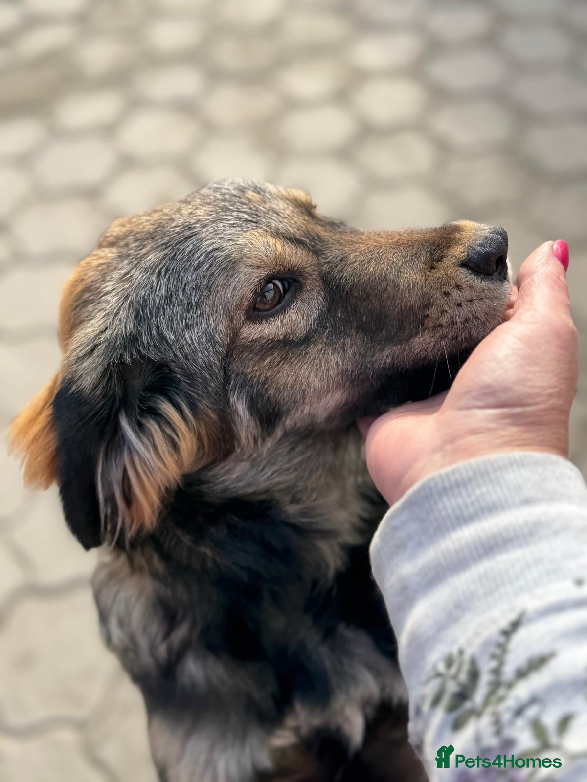 Mixed Breed dogs RITA – a Superb young Girl for a Loving Home - Advert 6