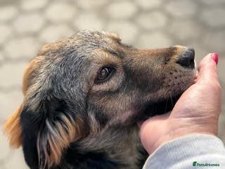 Mixed Breed dogs RITA – a Superb young Girl for a Loving Home - Advert 9