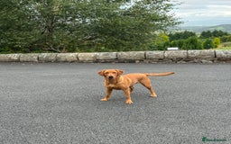 Labrador Retriever dogs for sale: Beautiful Fox Red Labrador Puppies – Family Raised - Image 9