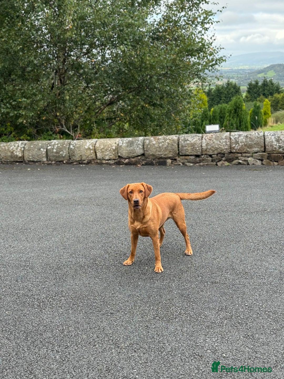 Labrador Retriever dogs for sale: Beautiful Fox Red Labrador Puppies – Family Raised - Image 9