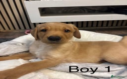 Labrador Retriever dogs for sale: 🐶 Gorgeous Labrador Puppies Ready 20th October 🐶 - Image 2