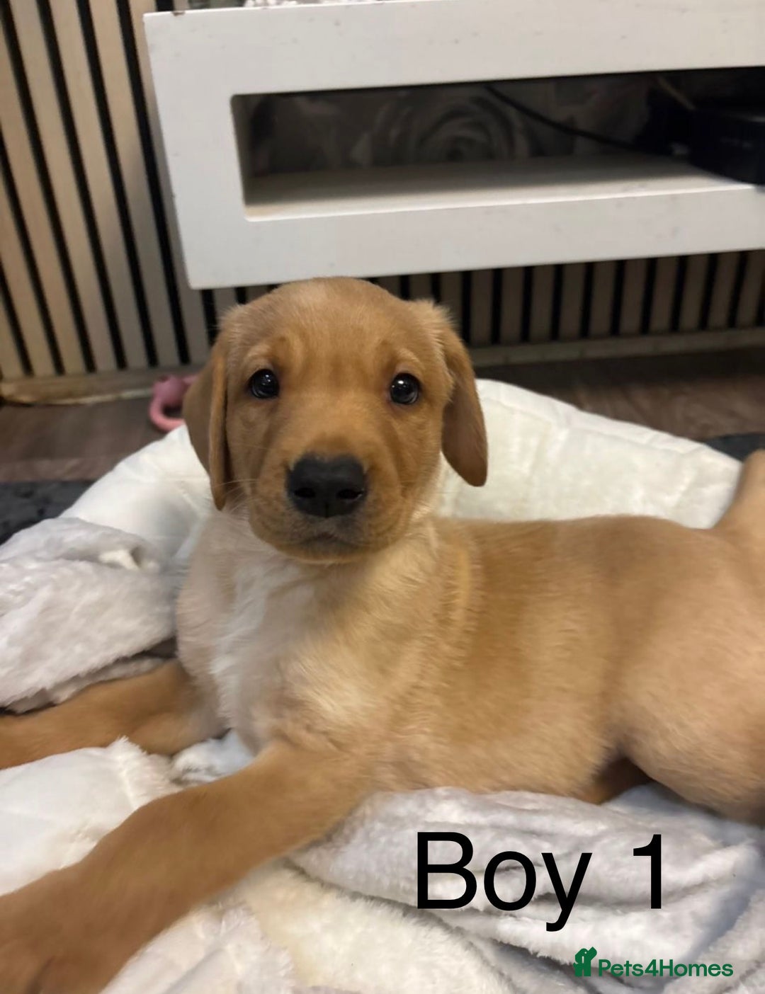 Labrador Retriever dogs for sale: 🐶 Gorgeous Labrador Puppies Ready 20th October 🐶 - Image 2