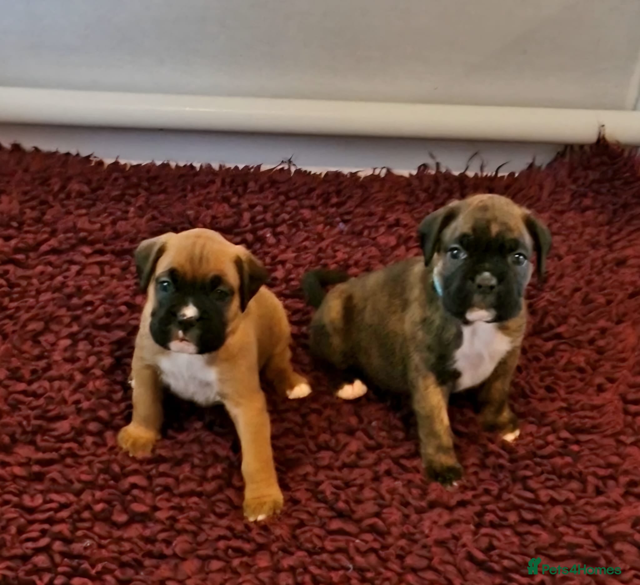 Boxer dogs GORGEOUS KC PUPPIES  - Advert 19