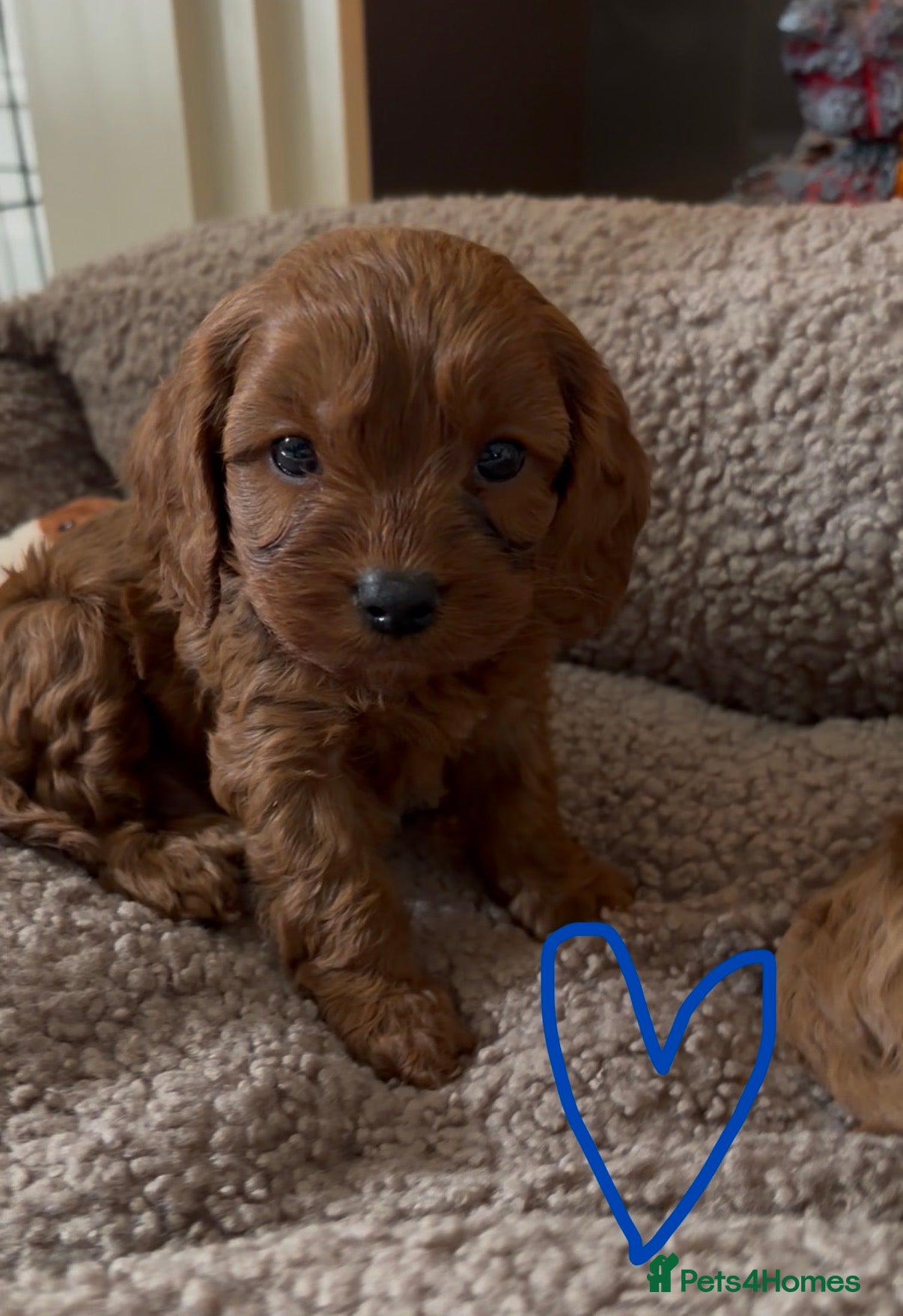 Cavapoo dogs F1 Cavapoo Puppies 🤎 1 red boy available 🤎 - Advert 1