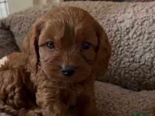 Cavapoo dogs F1 Cavapoo Puppies 🤎 1 red boy available 🤎 - Advert 1