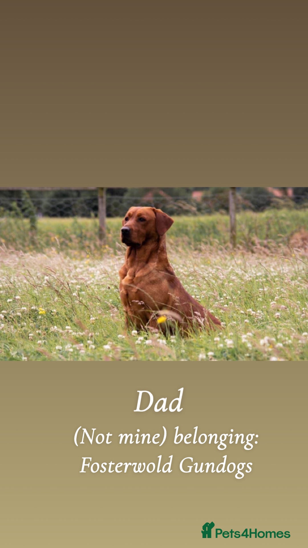 Labrador Retriever dogs for sale: Puppies for sale  - Advert 10