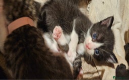 Mixed Breed cats for sale: 4 male kittens remaining, ready 25th October - Image 21