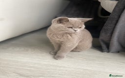 British Shorthair cats for sale: 👑 LILAC BSH reg GCCF LAST GIRL 👑 - Image 4