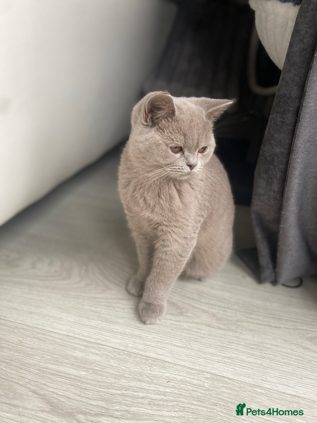 British Shorthair cats for sale: 👑 LILAC BSH reg GCCF LAST GIRL 👑 - Image 4