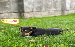 Mixed Breed dogs for adoption: 💖🐶 TINA 🐶💖 - Image 2