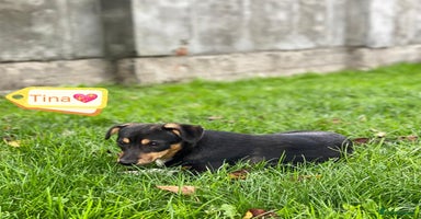 Mixed Breed dogs - Advert 4