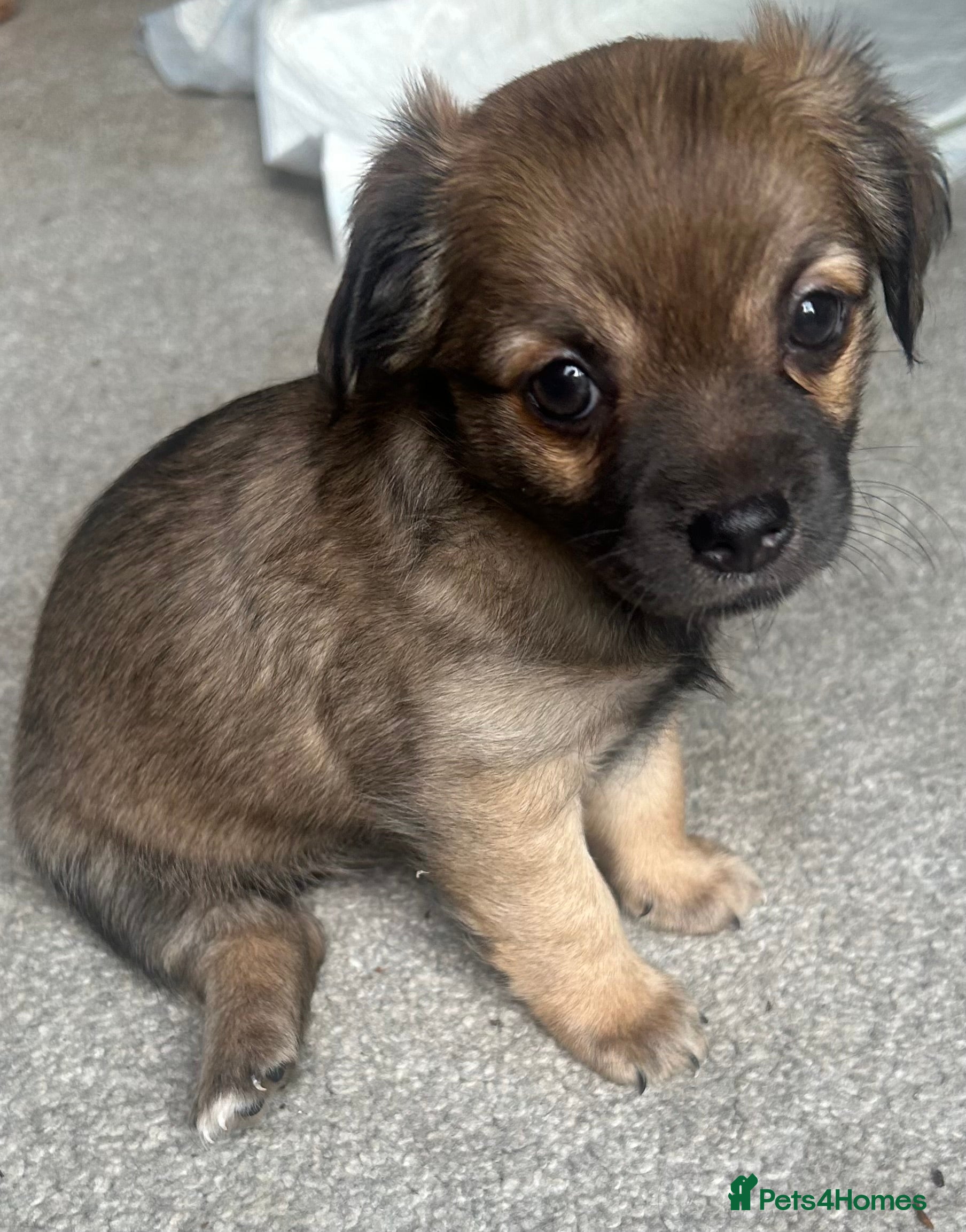 Chorkie dogs Outstanding Chorkie Puppies 🐶  - Advert 1