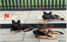 German Shepherd dogs for sale: MAXIMUS/ PEDIGREE GSD/ KENNEL CLUB REGISTERED/ - Image 8