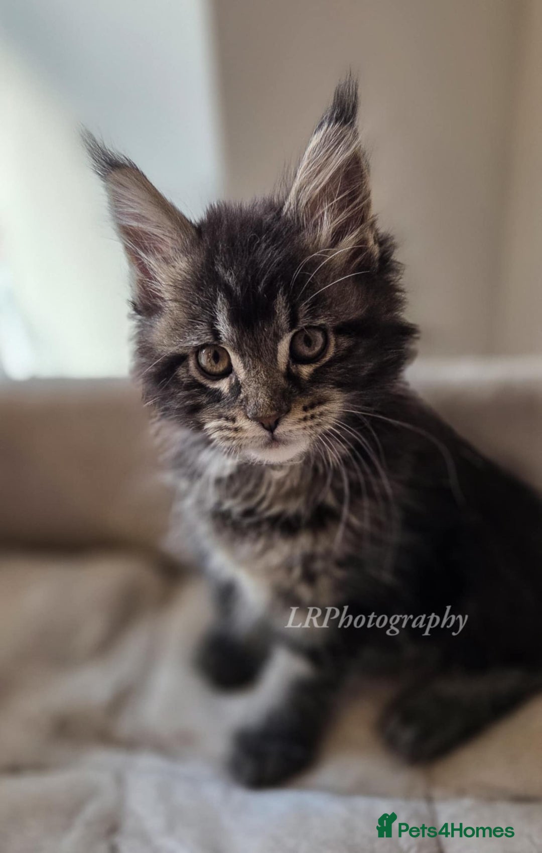 Maine Coon cats for sale: TICA REGISTERED MAINE COONS - Advert 12