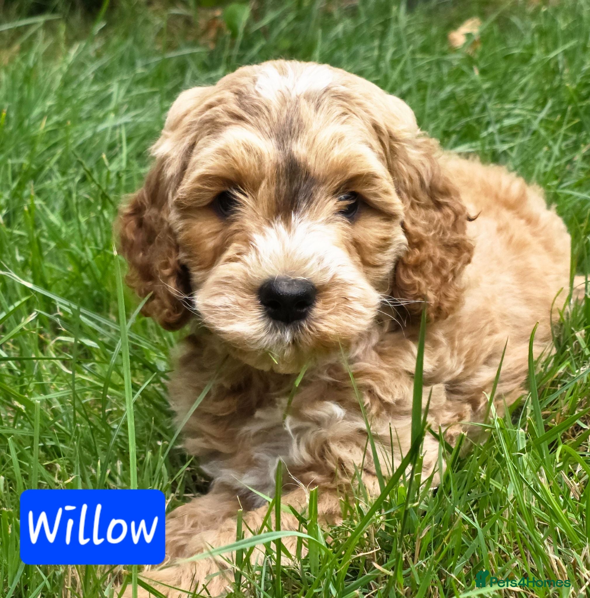 Cockapoo dogs Health Tested F1b Cockapoo Puppies - Advert 2
