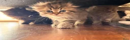 British Shorthair cats for sale: Plush rainbow litter of BSH x SF for viewing  - Advert 22