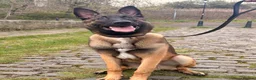 Belgian Shepherd Dog dogs for sale: 8 month old Belgian mally  in South Shields - Advert 5