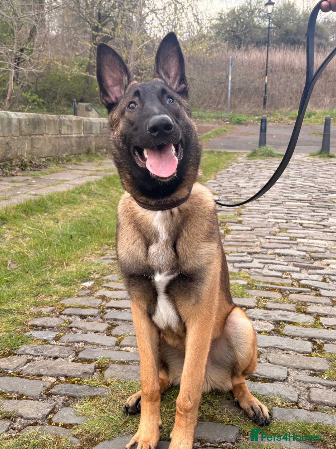 Belgian Shepherd Dog dogs for sale: 8 month old Belgian mally  in South Shields - Advert 5