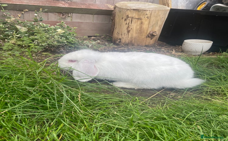 Mini Lop rabbits - Advert 4