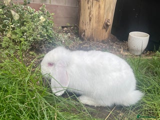 Mini Lop rabbits - Advert 8