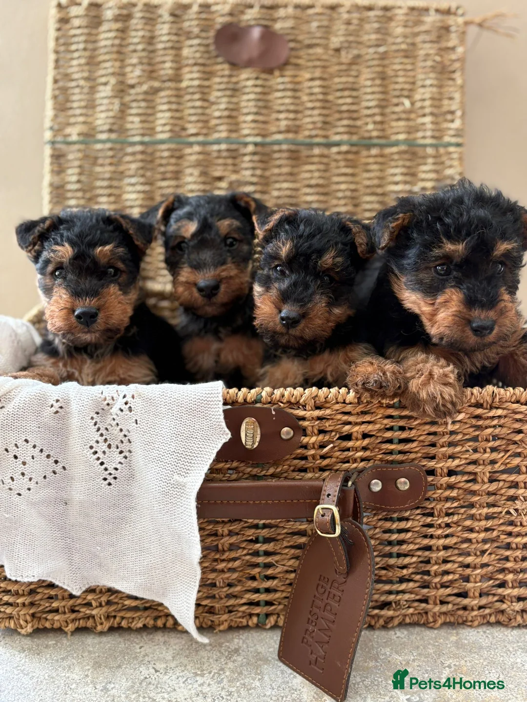 Welsh Terrier dogs for sale: Welsh terriers excellent pedigree  - Advert 3