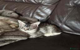 Maine Coon cats for sale: Three Mainecoon kittens for sale - Image 6